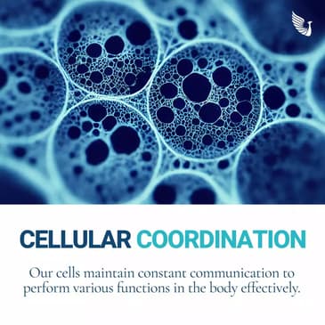 Slider image (7) Blue Phoenix for Regenerative Wellness